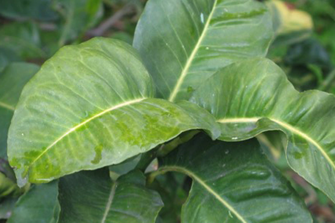 Bergamot Oil, the Flavor Behind Earl Grey Teas | Stash Tea