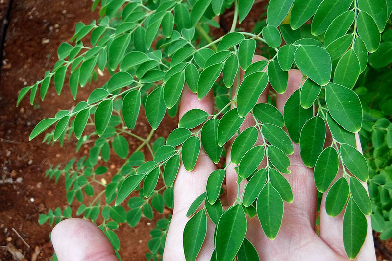Moringa: A Powerful Ancient Herb