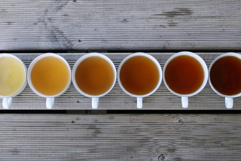 Taste Tea | Tea Tasting Glossary | Stash Tea