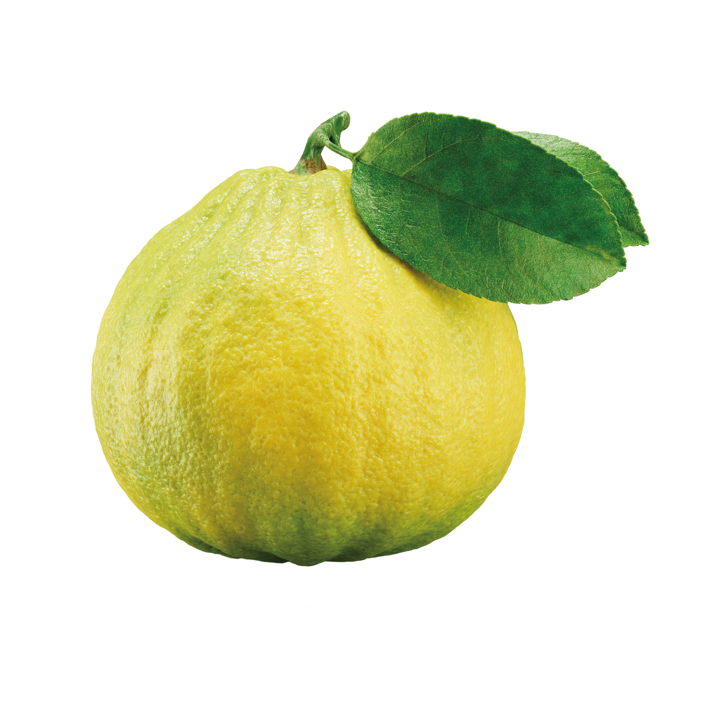 Double Bergamot Earl Grey