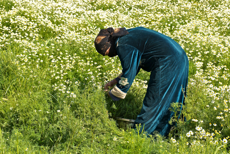 Sourcing Premium Chamomile Flowers