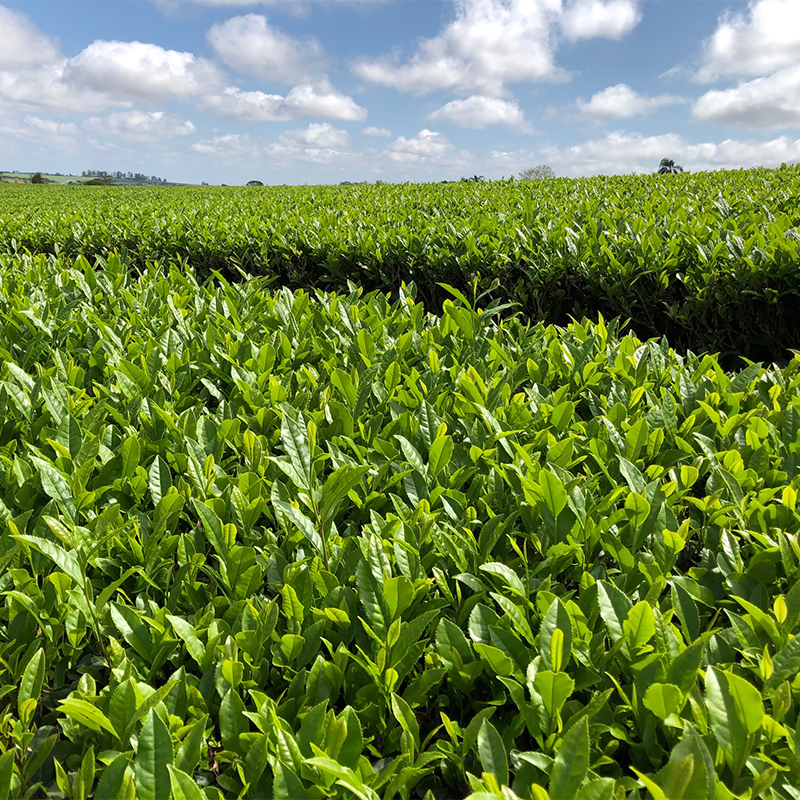 New Tea Available: 2020 Japanese-style Brazilian Shincha Green Tea | Stash Tea