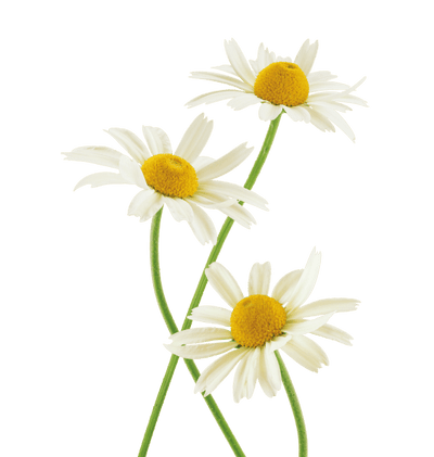 Chamomile hover