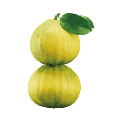 Bergamot hover