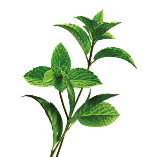 Moroccan Mint.