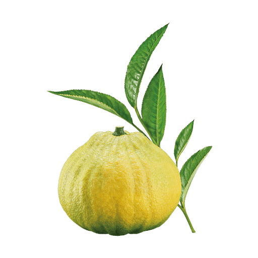 Bergamot.