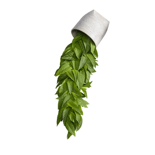 Peppermint Spearmint.