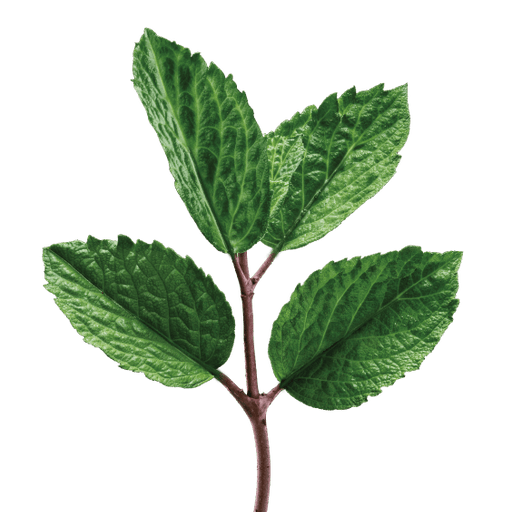 Peppermint Leaves.