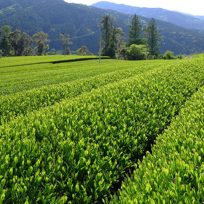 Behind the Scenes of Japanese Shincha Harvesting | Stash Tea