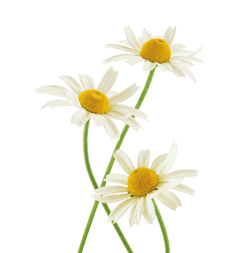 Chamomile Flower