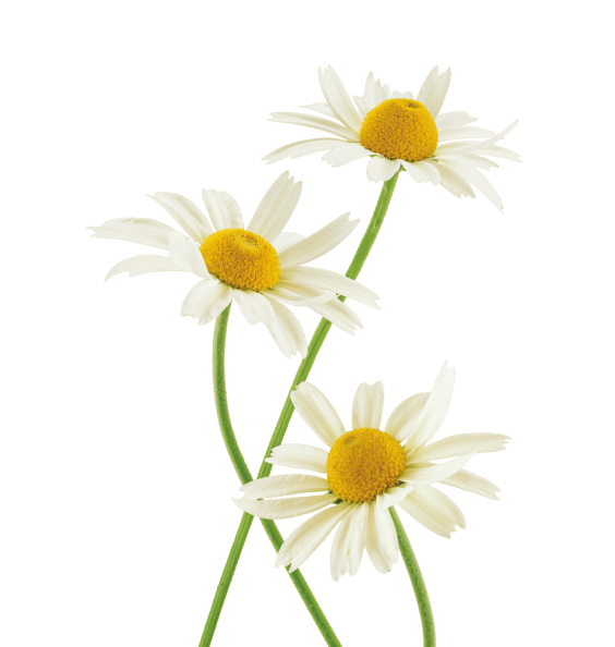 Chamomile Flower