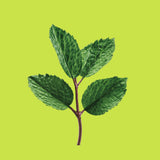 Moroccan Mint Mindfulness Green Tea TEST 2025