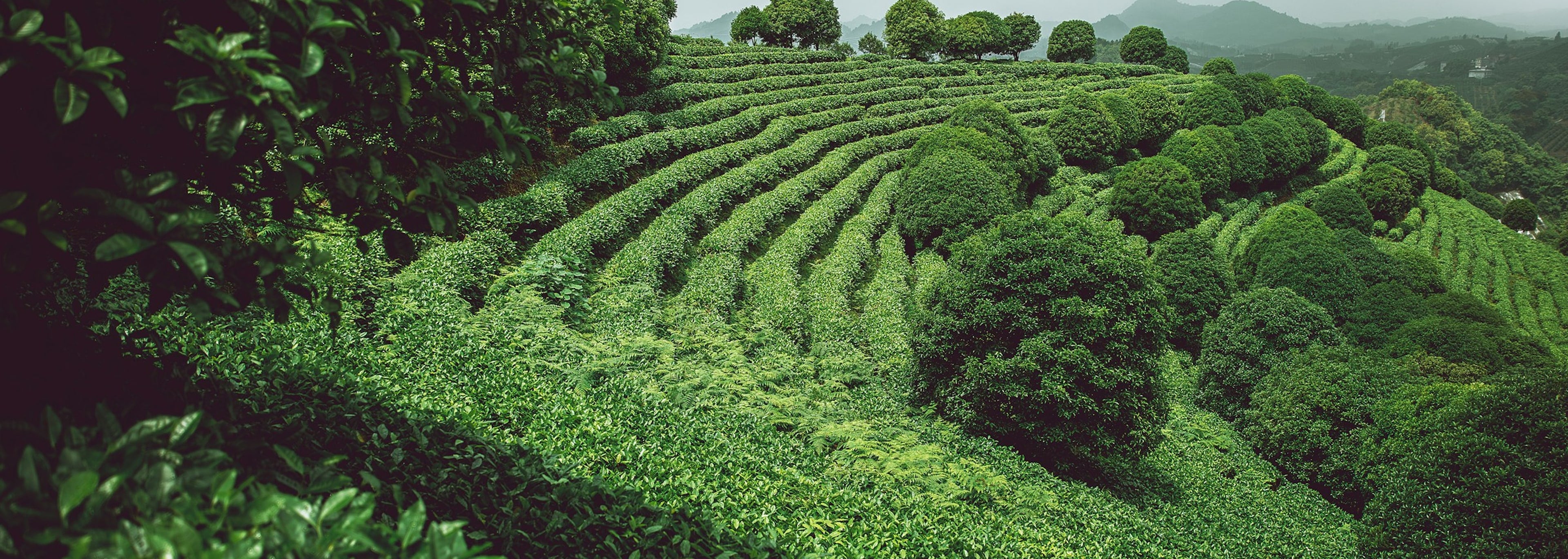 Green tea plantation with rows of bushes on a hilly landscape