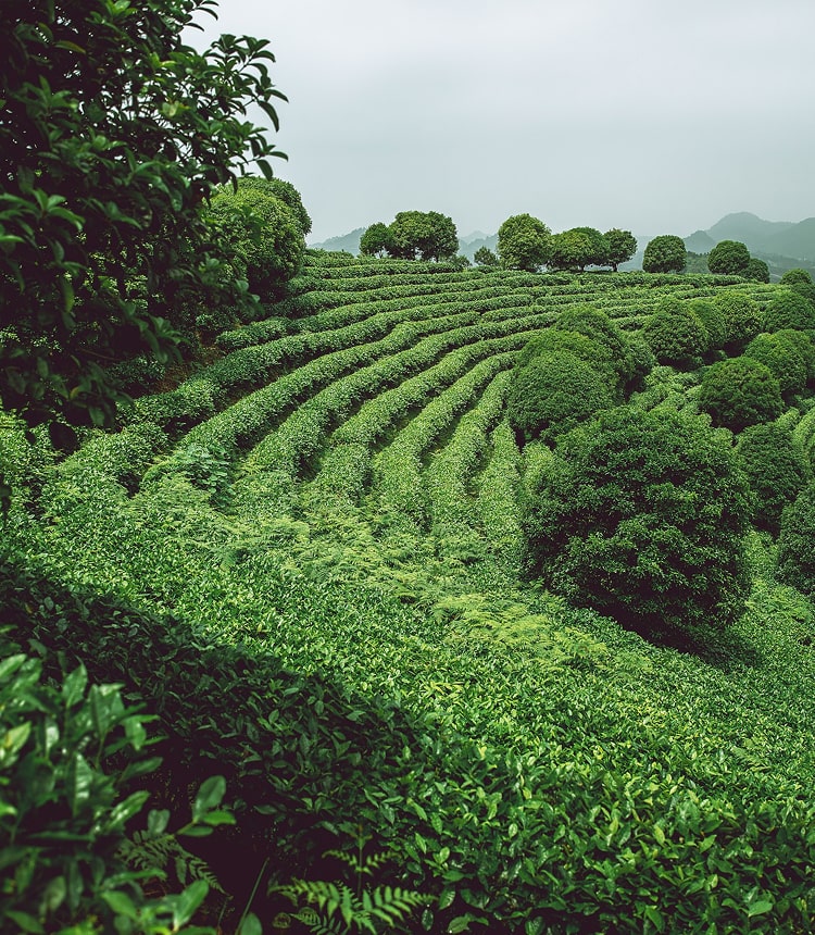 Tea plantation with rows of green tea bushes under a cloudy sky.